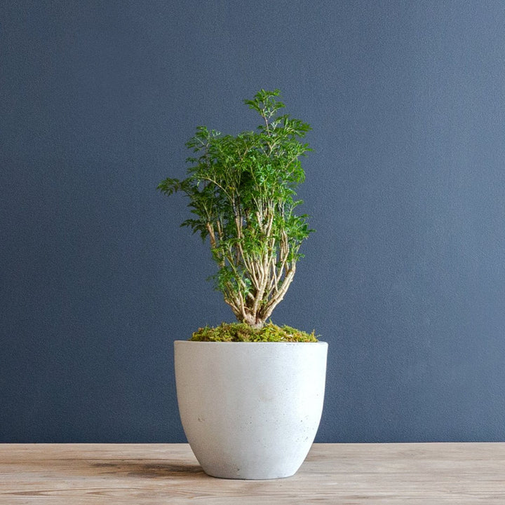 Aralia Fabian Stump Plant