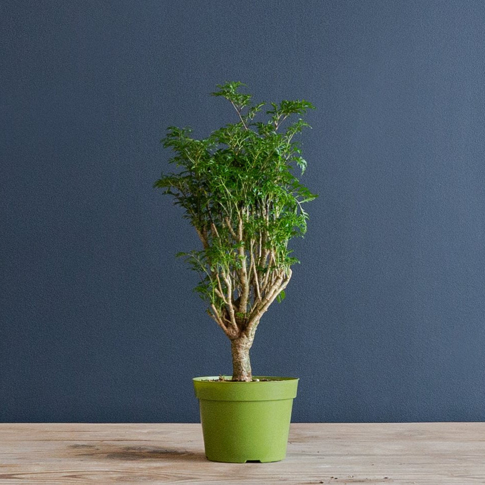 Aralia Ming Stump 6 inches