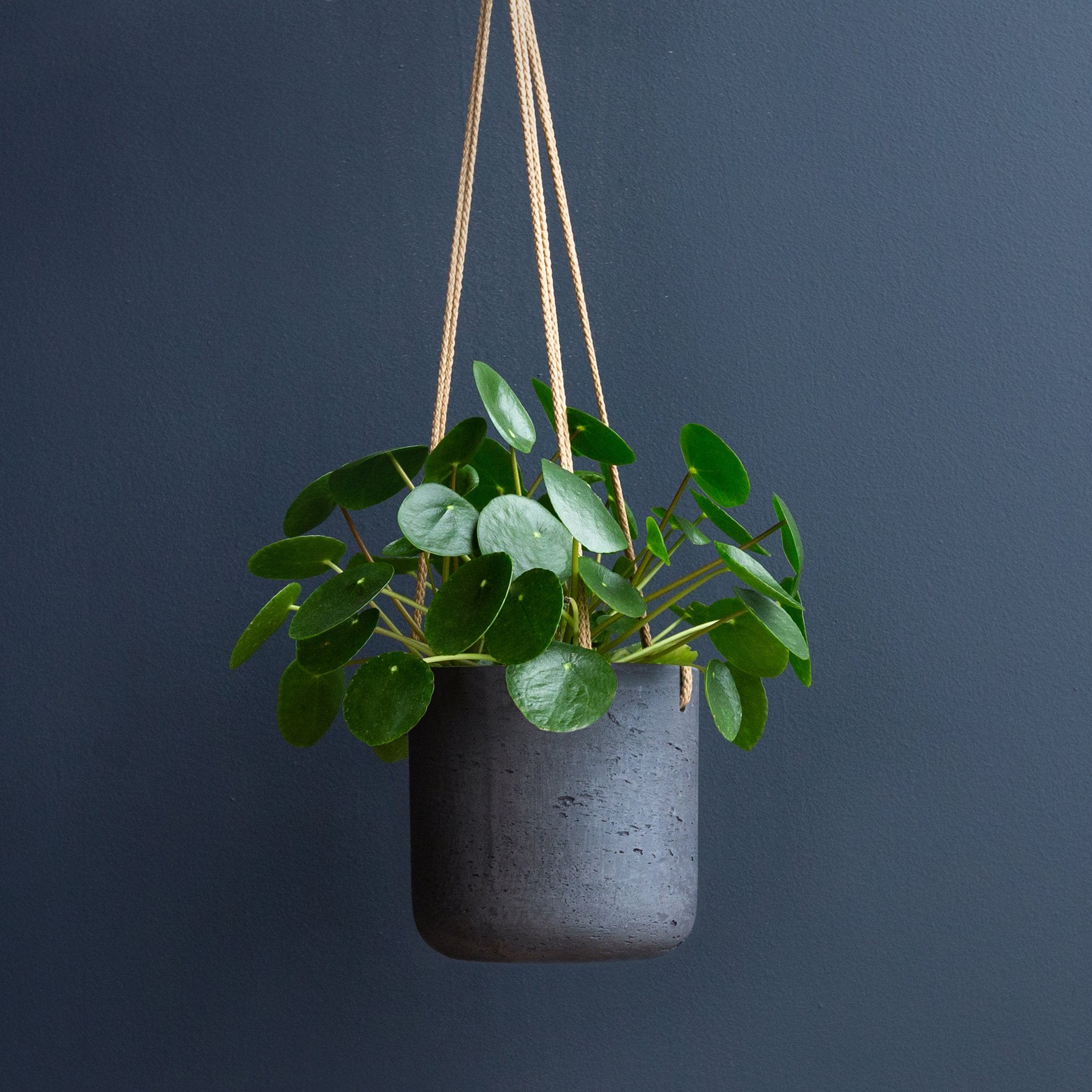 pot for chinese money plant Chinese Money Plant (Pilea Peperomioides) 4 in