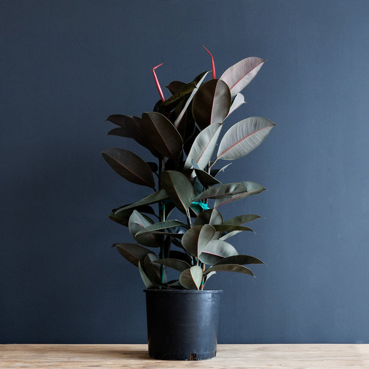 Ficus Elastica Burgundy  12inches