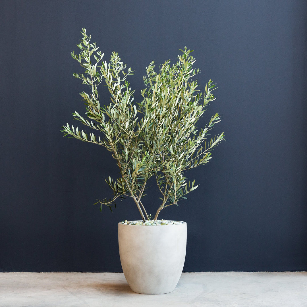 Olive Tree Wilsonii in Large Palau Egg Planter