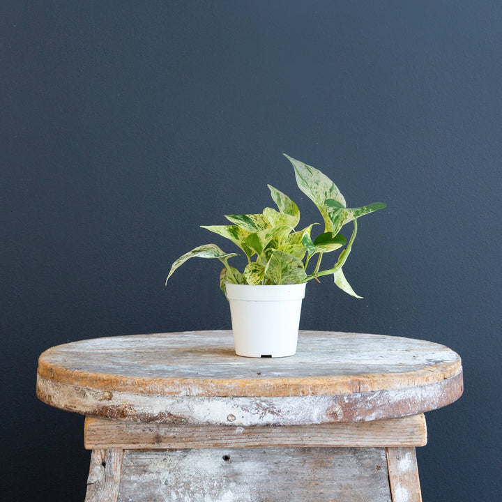 Pothos - Marble Queen (Epipremnum Aureum Marble Queen)