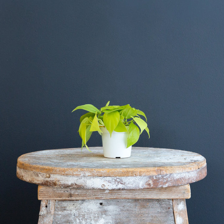 Assorted Neon Pothos Plant 4 inches