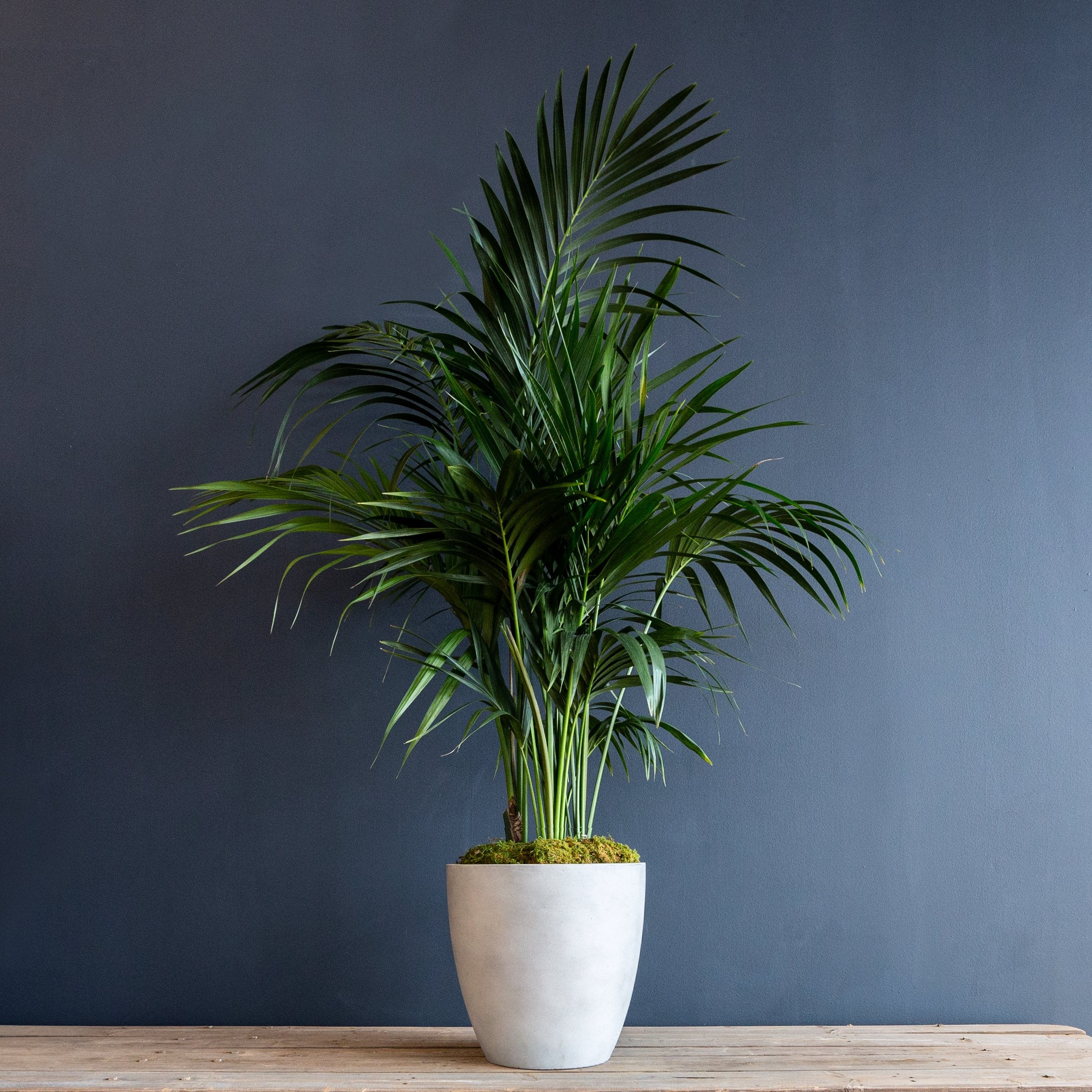 ken palm plant Order Kentia Palm – Rolling Greens