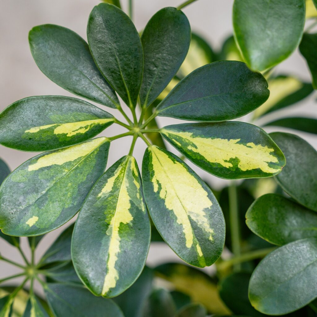 Schefflera Gold Capella Bush