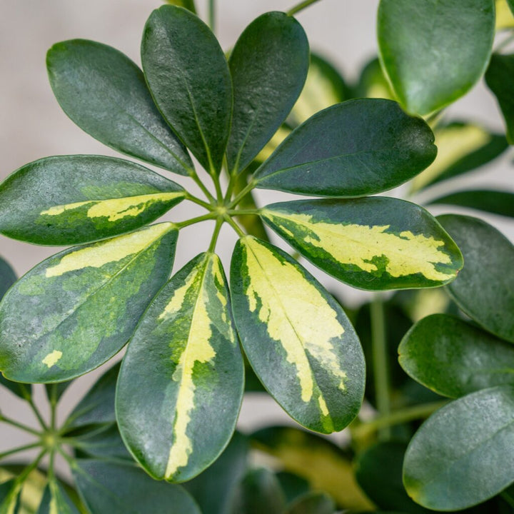 Schefflera Gold Capella Bush