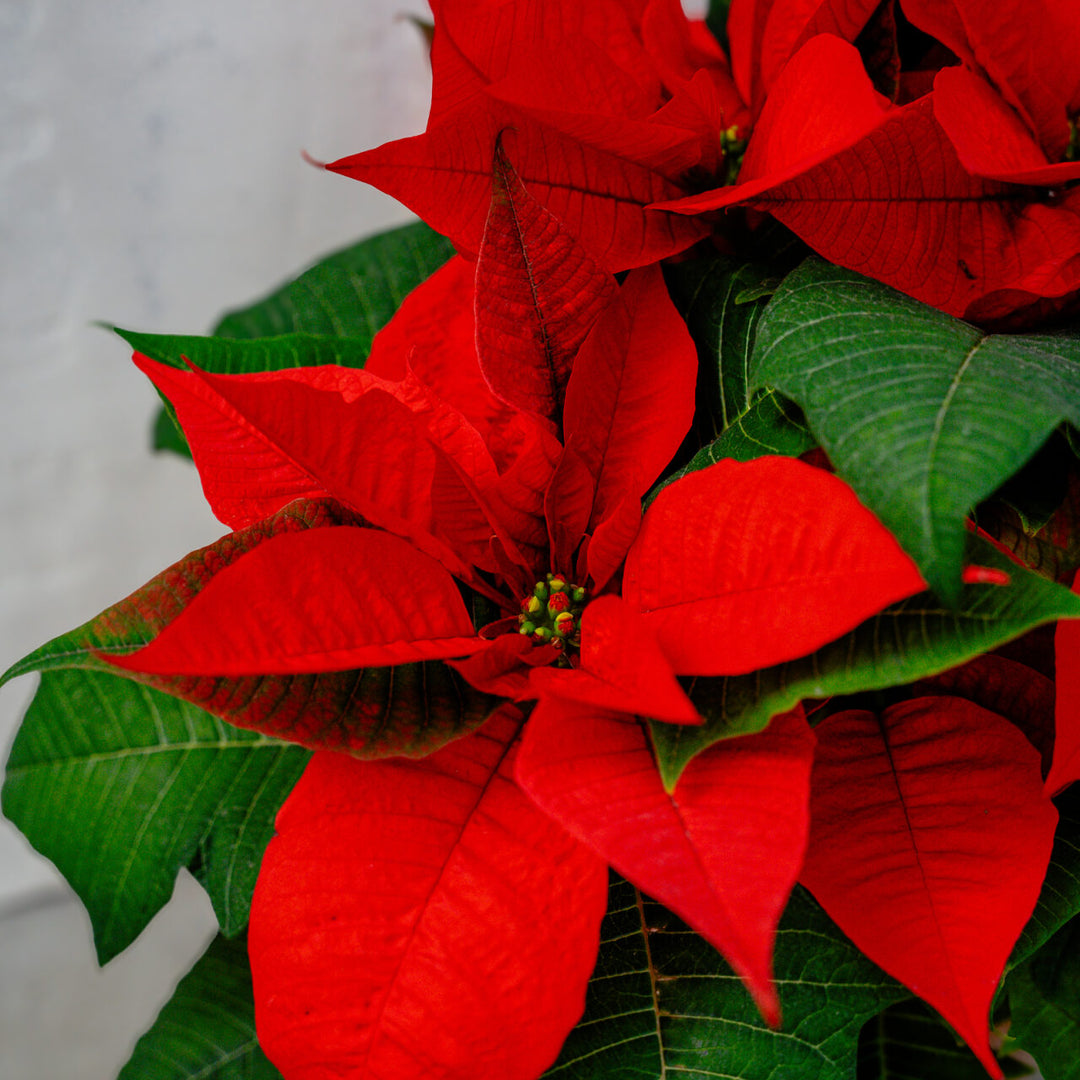 Poinsettia Norwin Orange