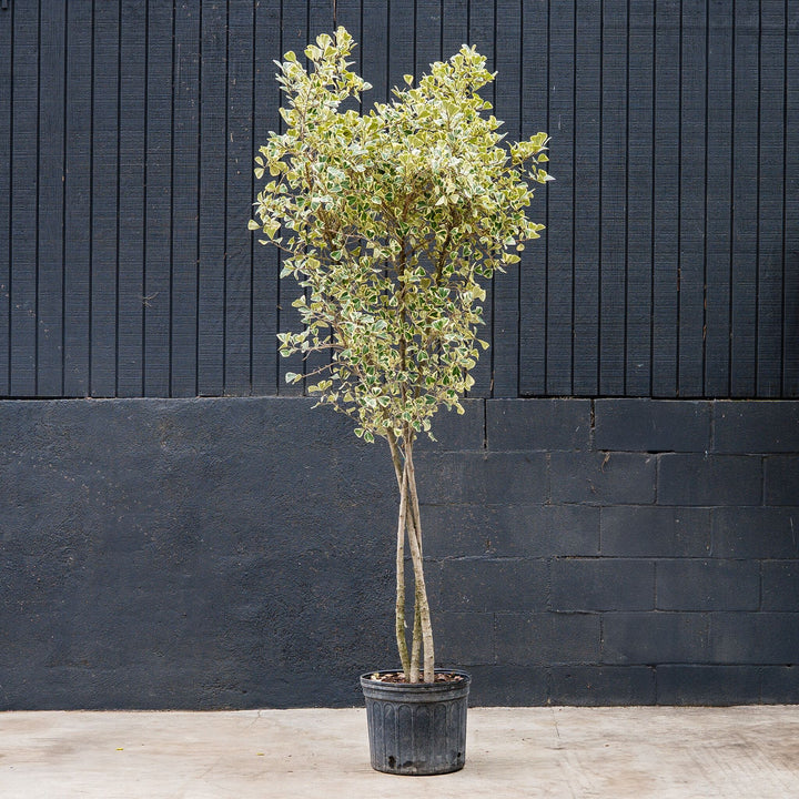Ficus Triangularis Variegated Braid