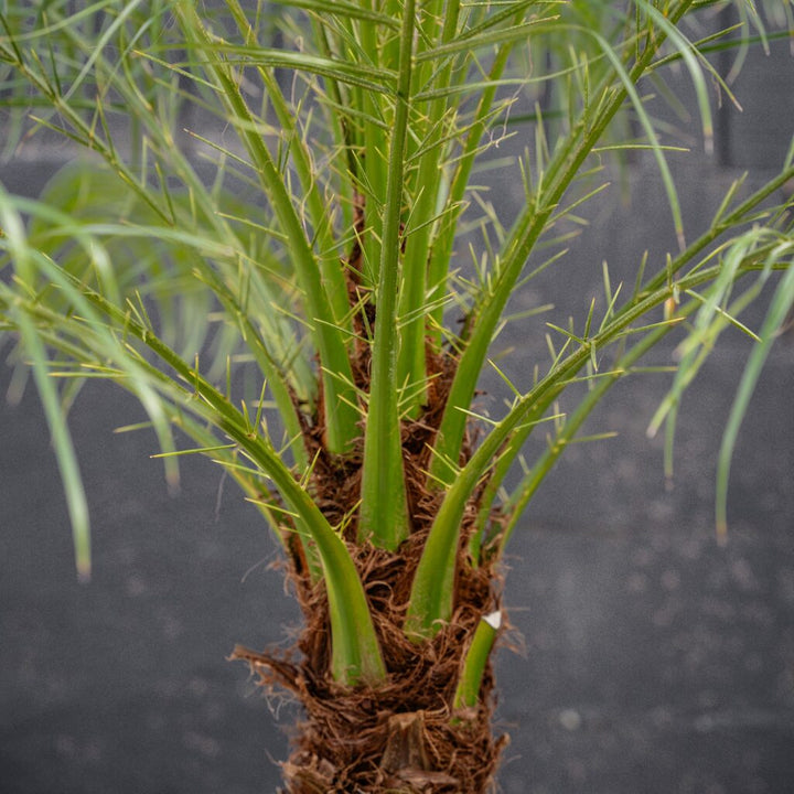 Palm Phoenix Roebellini