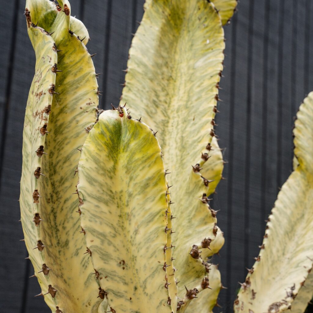 Euphorbia Ammak (Euphorbia ammak)