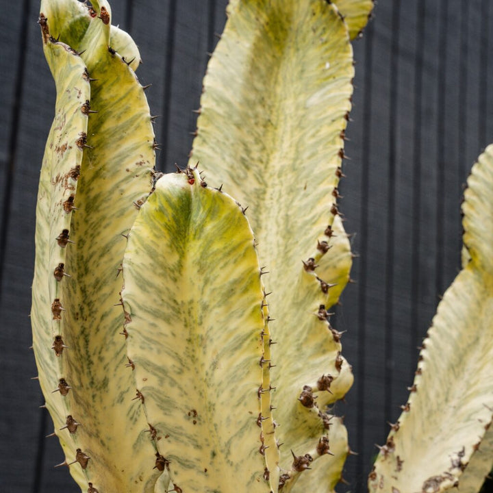 Euphorbia Ammak (Euphorbia ammak)