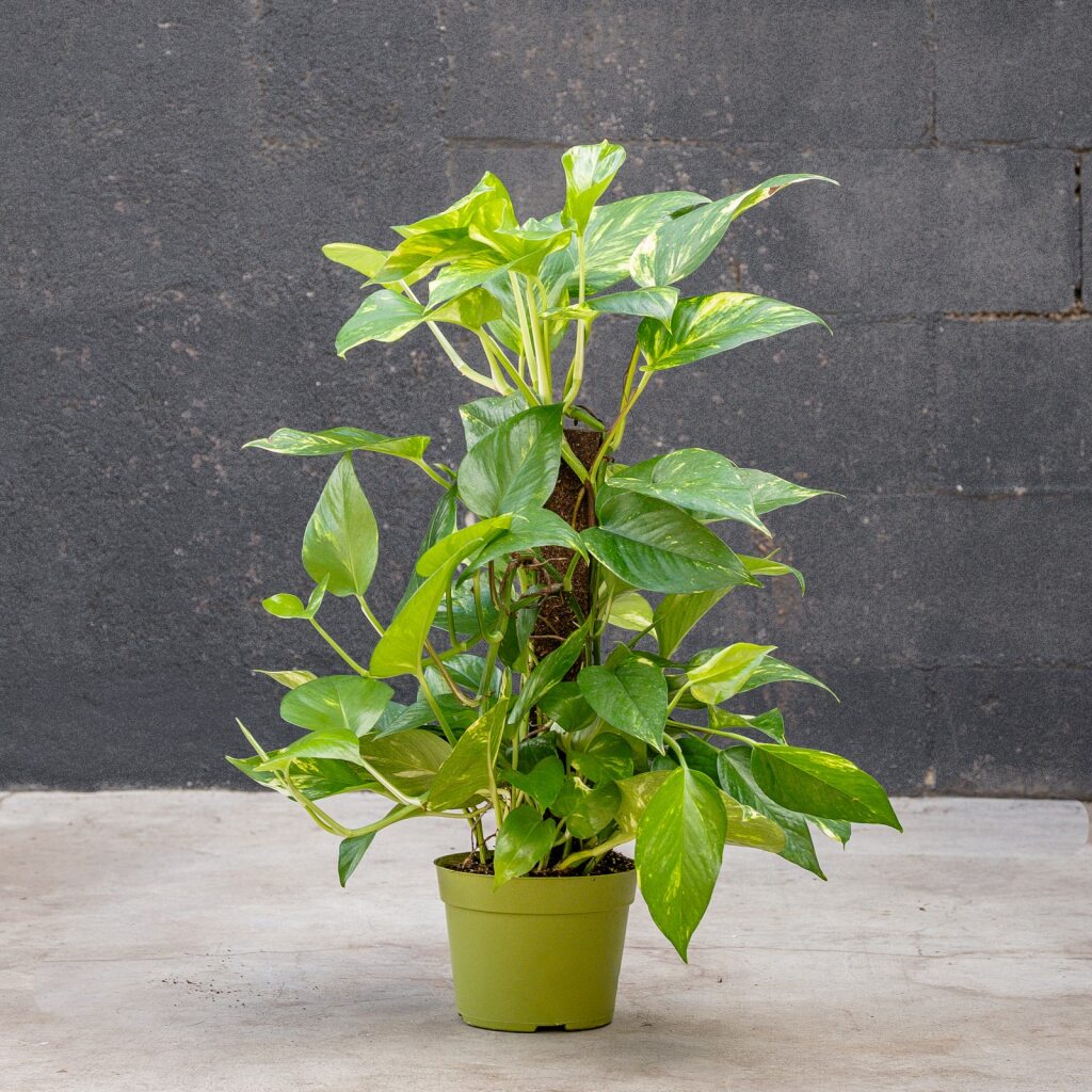 golden pothos yellow stem Pothos on Pole