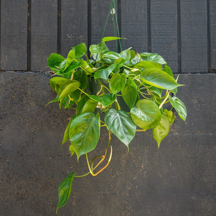 Philodendron Cordatum (Heart Leaf)