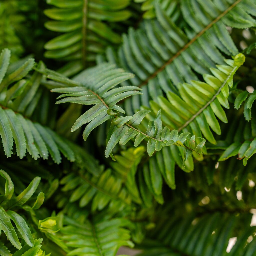 Jester Crown Fern (Nephrolepis obliterata)
