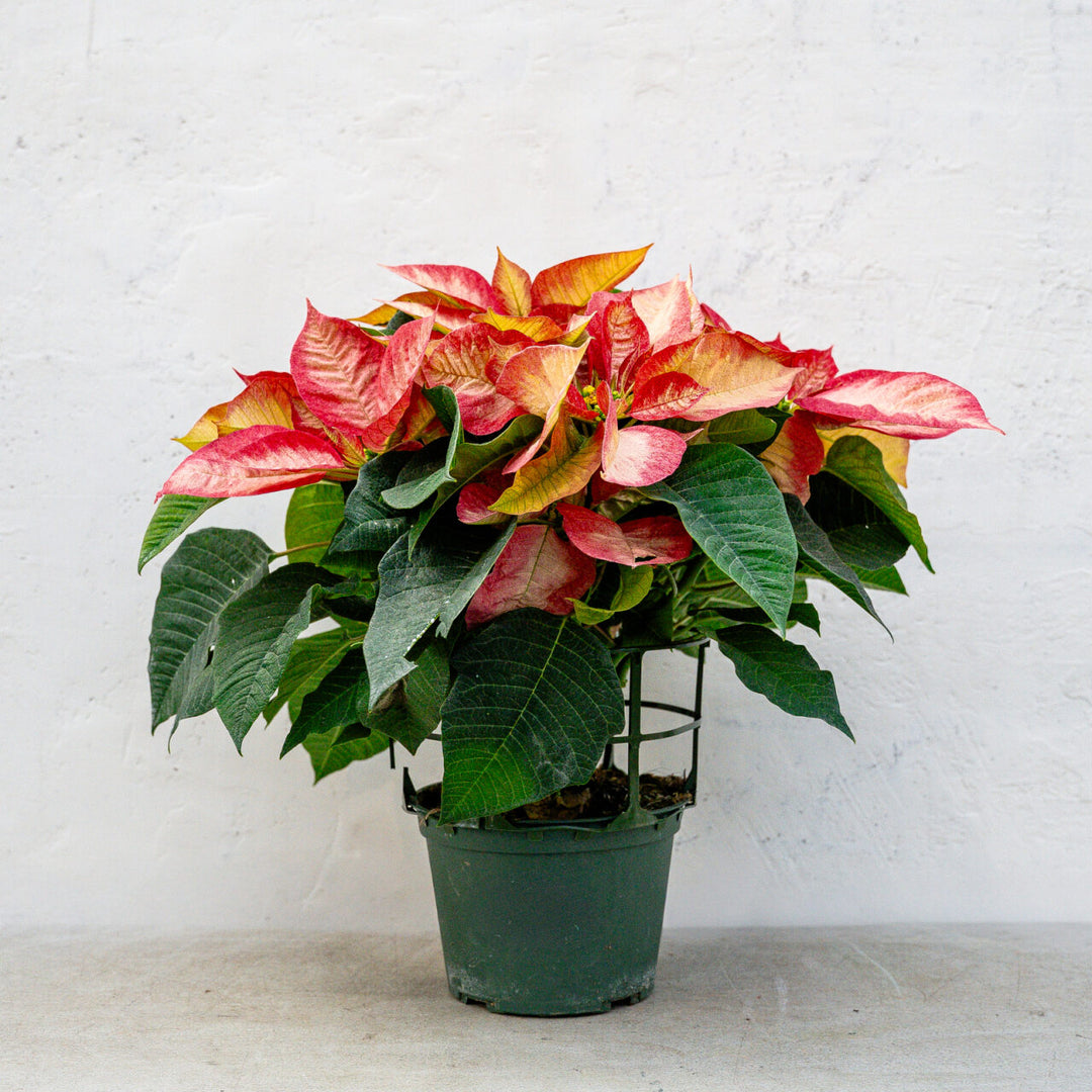 Poinsettia Ice Crystal