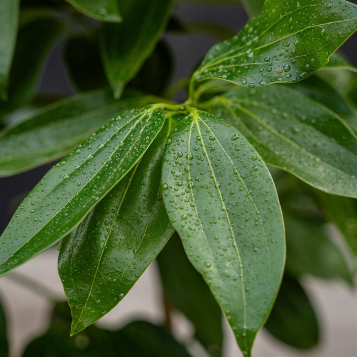 Canela Cinnamon Tree (Cinnamomum verum)
