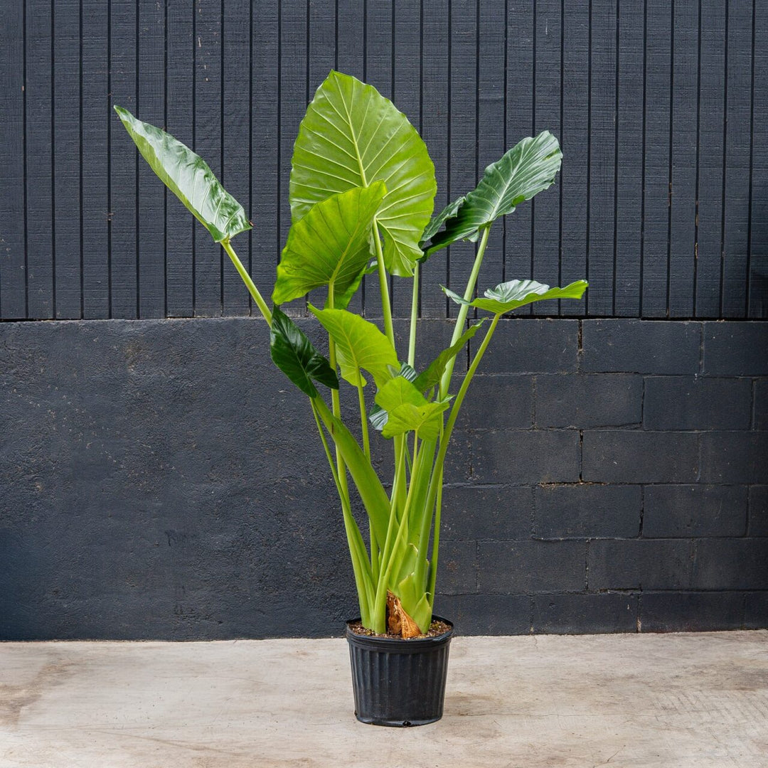california elephant ear plant Alocasia Calidora (Elephant Ear) 12 in