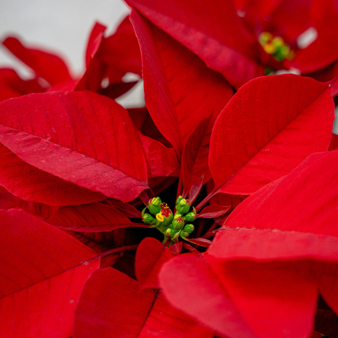 Poinsettia Classic Red