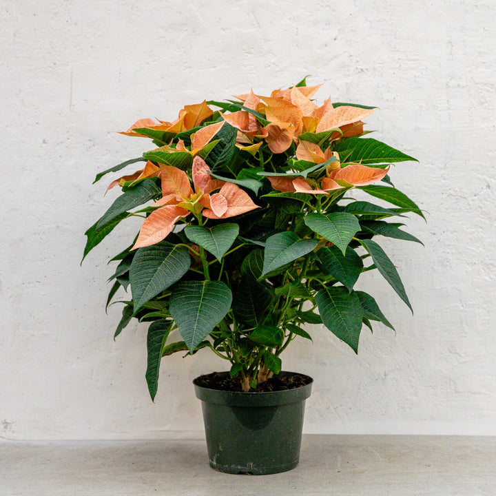 Poinsettia Candy Cinnamon