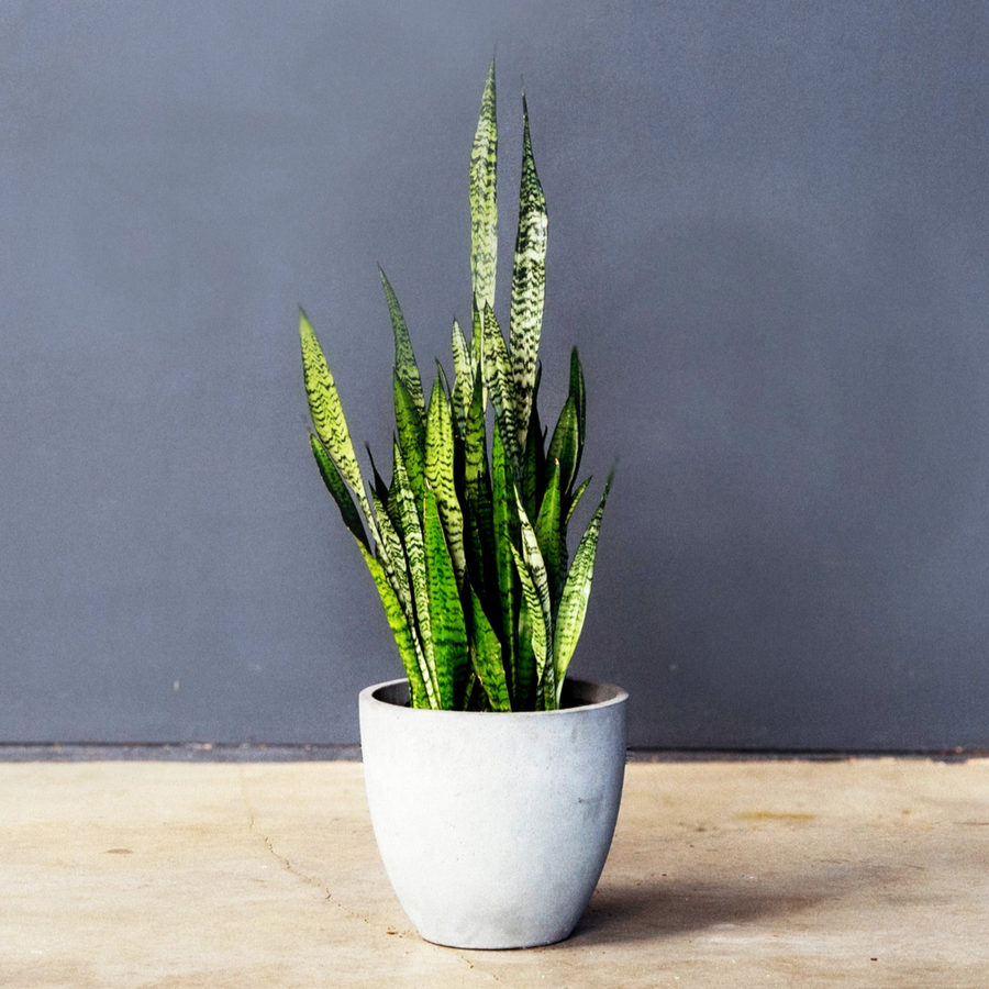 Snake Plant (Sansevieria Zeylanica) 10 in
