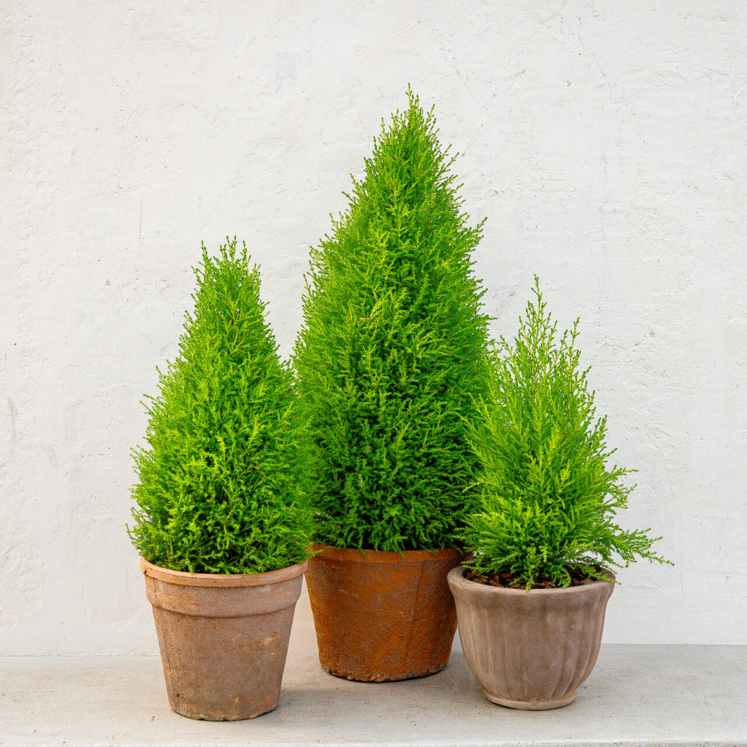 Lemon Cypress Topiary