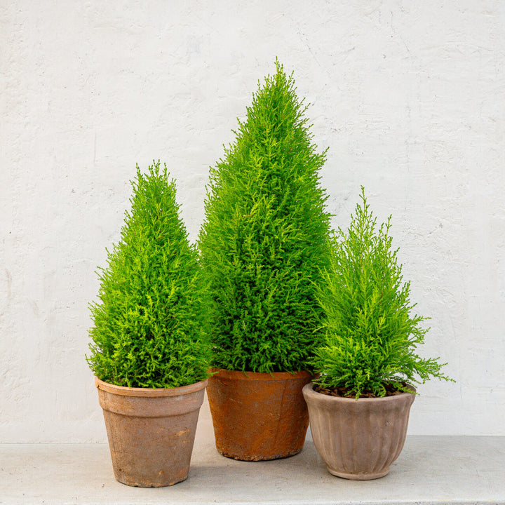 Lemon Cypress Topiary