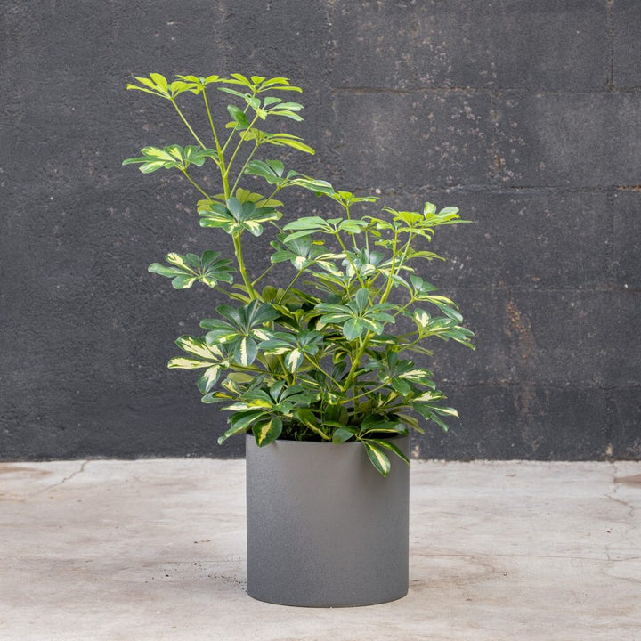 Schefflera Gold Capella Bush