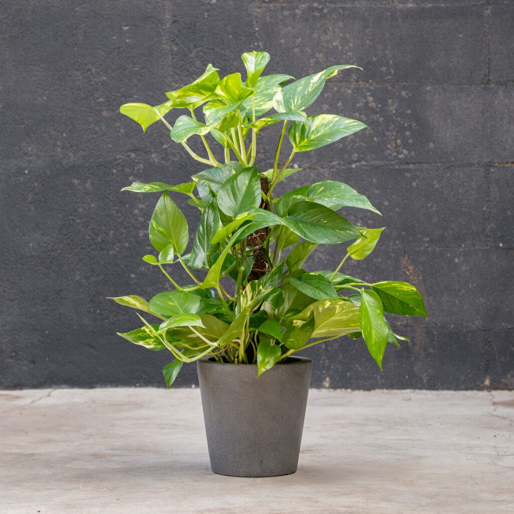 epipremnum aureum indoor plant Pothos on Pole
