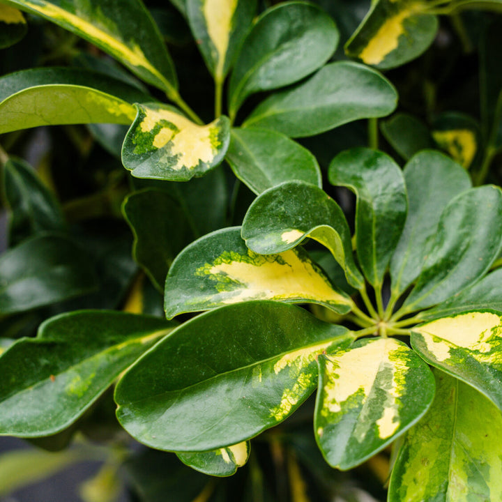 Schefflera Arboricola Variegated Pompom
