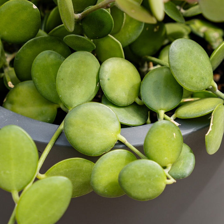 Xerosicyos danguyi (Silver Dollar Vine)