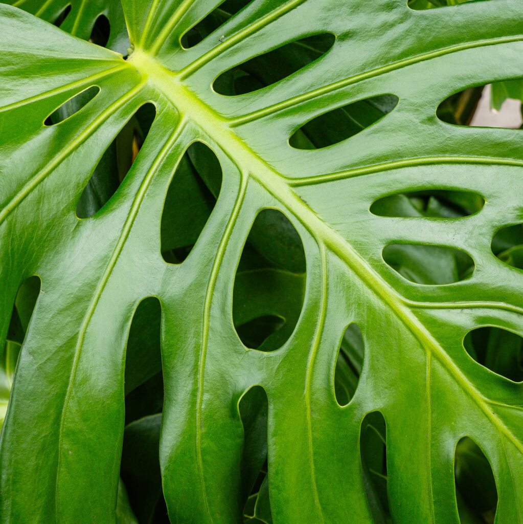 monstera giant plant Monstera Deliciosa