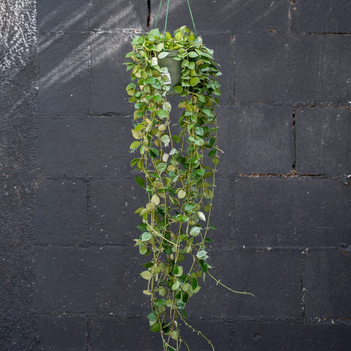 Hoya Eskimo (Hoya krohniana)
