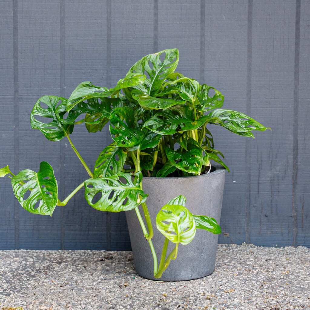 wide form monstera adansonii Monstera Adansonii – Swiss Cheese Plant (Wide Form)