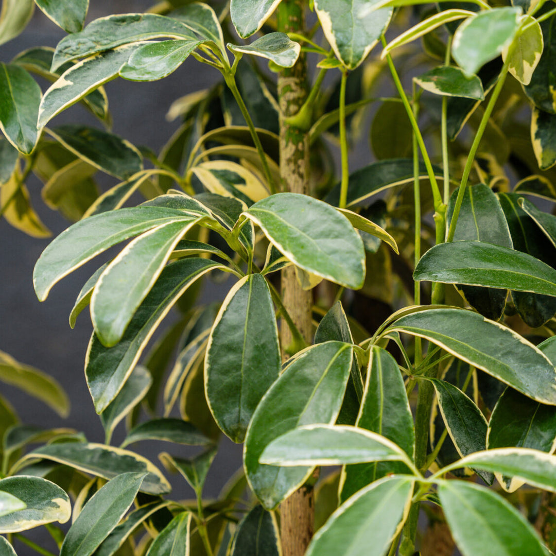schefflera arboricola leaf Schefflera Arboricola Variegated Column