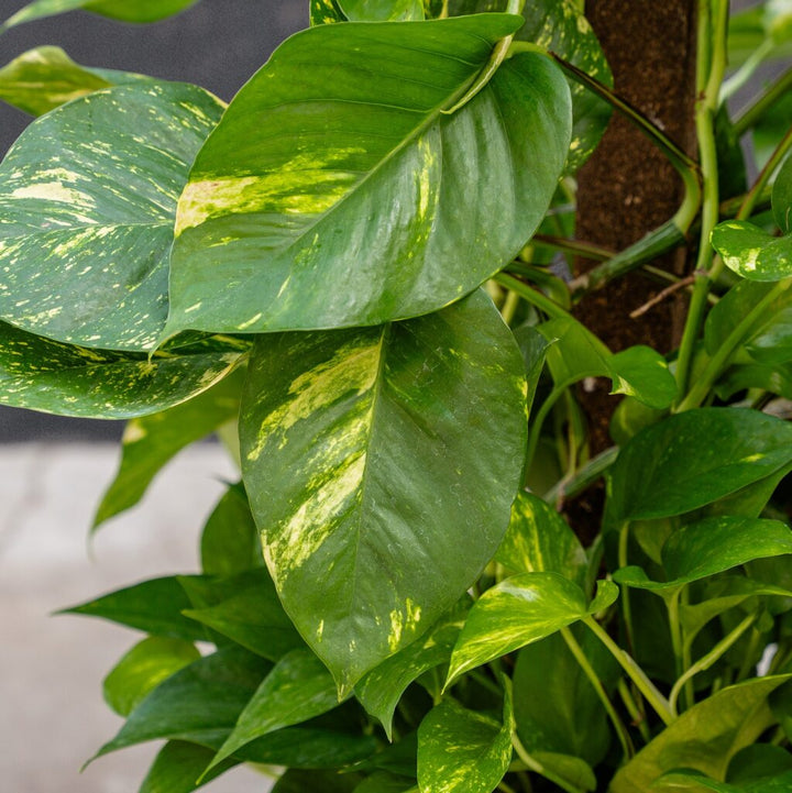Pothos on Pole - Golden (Epipremnum Aureum)