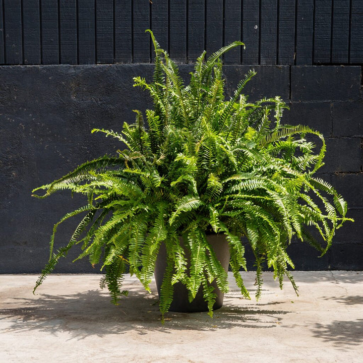 Fern Kimberly Queen (Nephrolepis Obliterata)