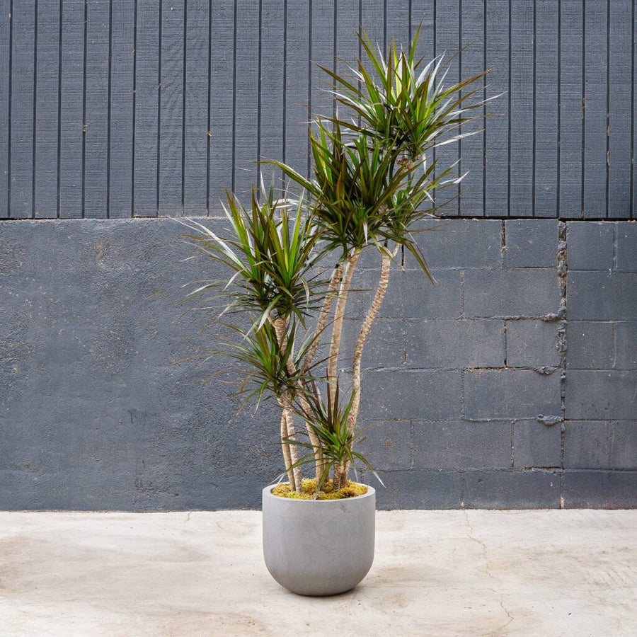 dracaena for outdoors Dracaena Marginata 'Magenta' (Dragon Plant) – Rolling Greens