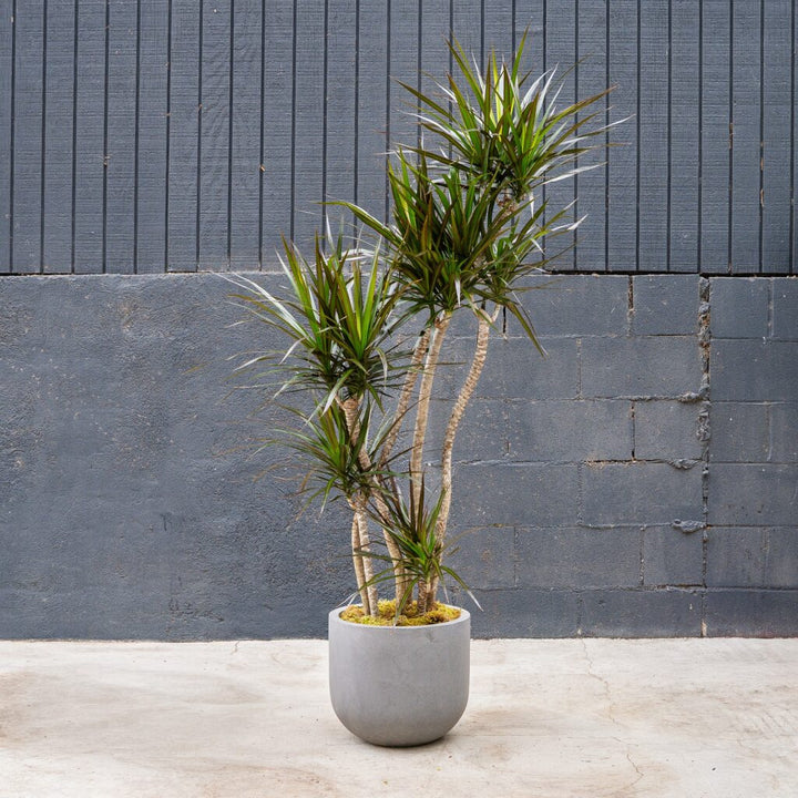 Dragon Plant (Dracaena 'Magenta')