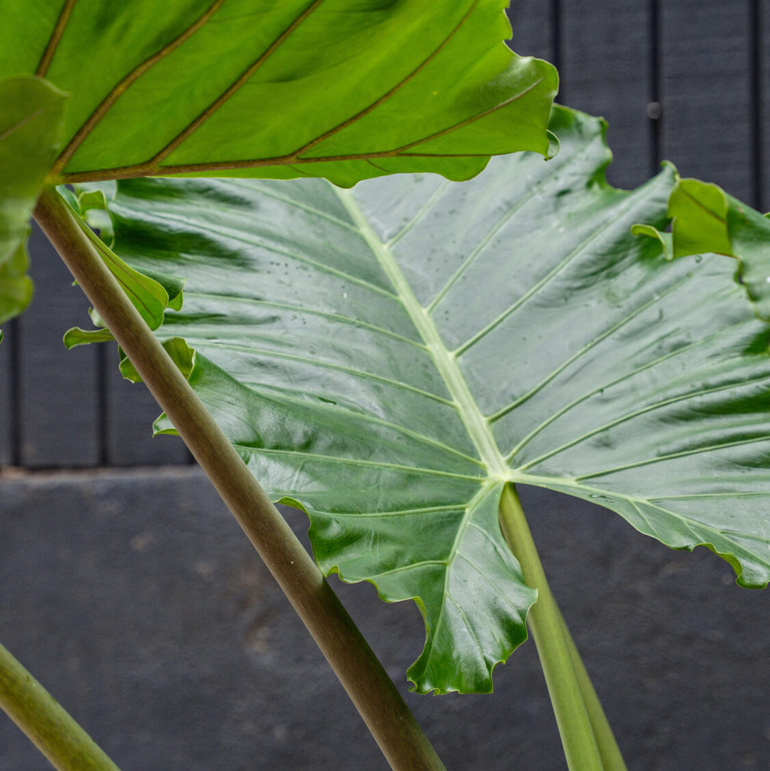 elephant ear vs philodendron Alocasia Giant Portora (Elephant Ear)