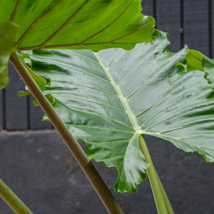 Giant Elephant Ear (Alocasia Portora)