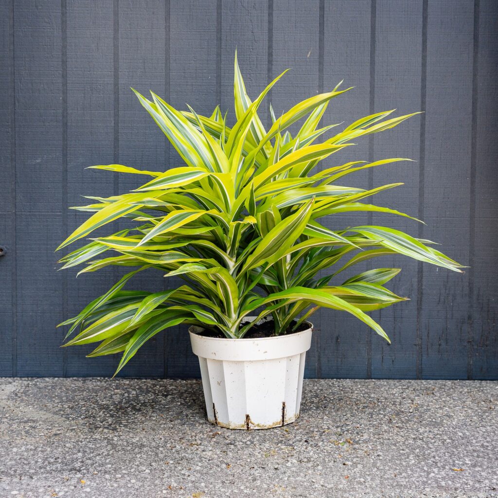 dracaena deremensis light Dracaena Green Stripe (Dracaena Deremensis)