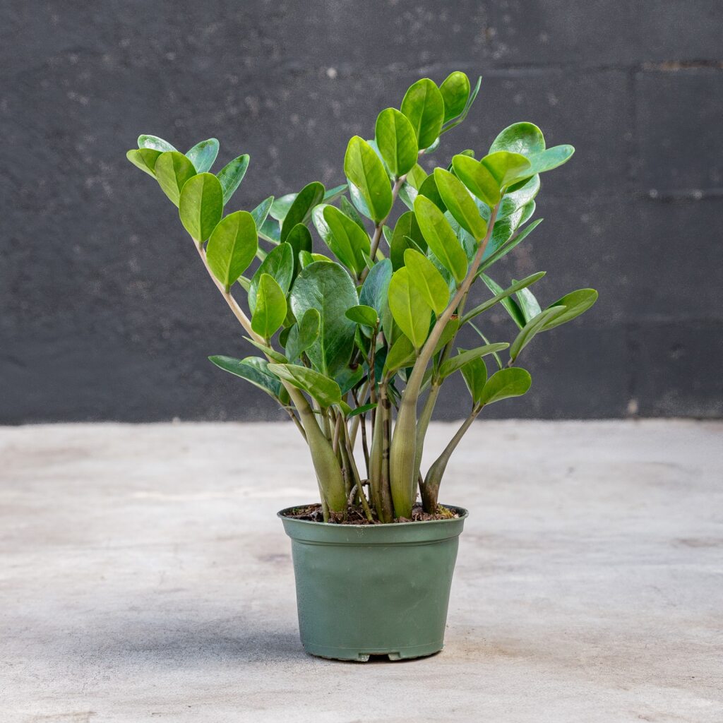 money plant zamioculcas ZZ plant Lucky (Zamioculcas Zamilfola)