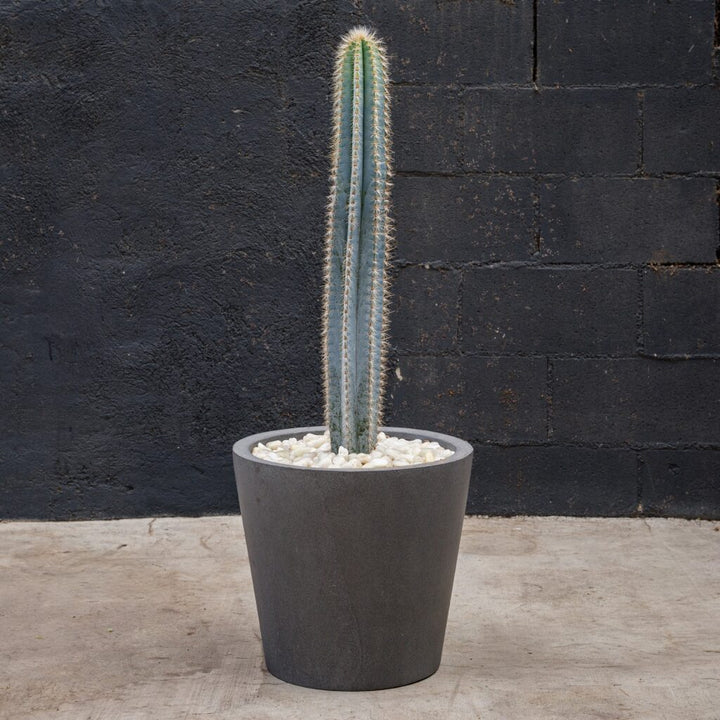 Blue Torch Cactus (Pilosocereus azureus)