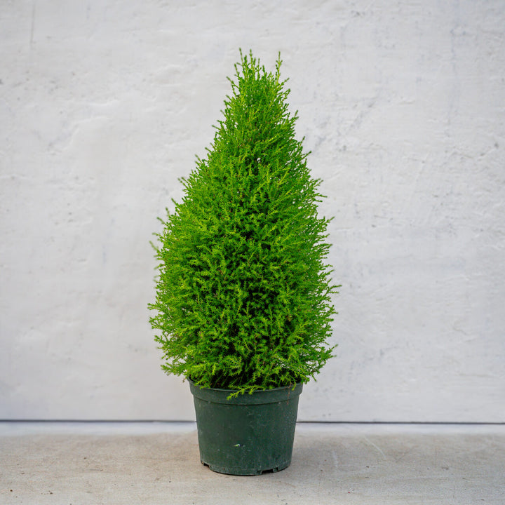 Lemon Cypress Topiary