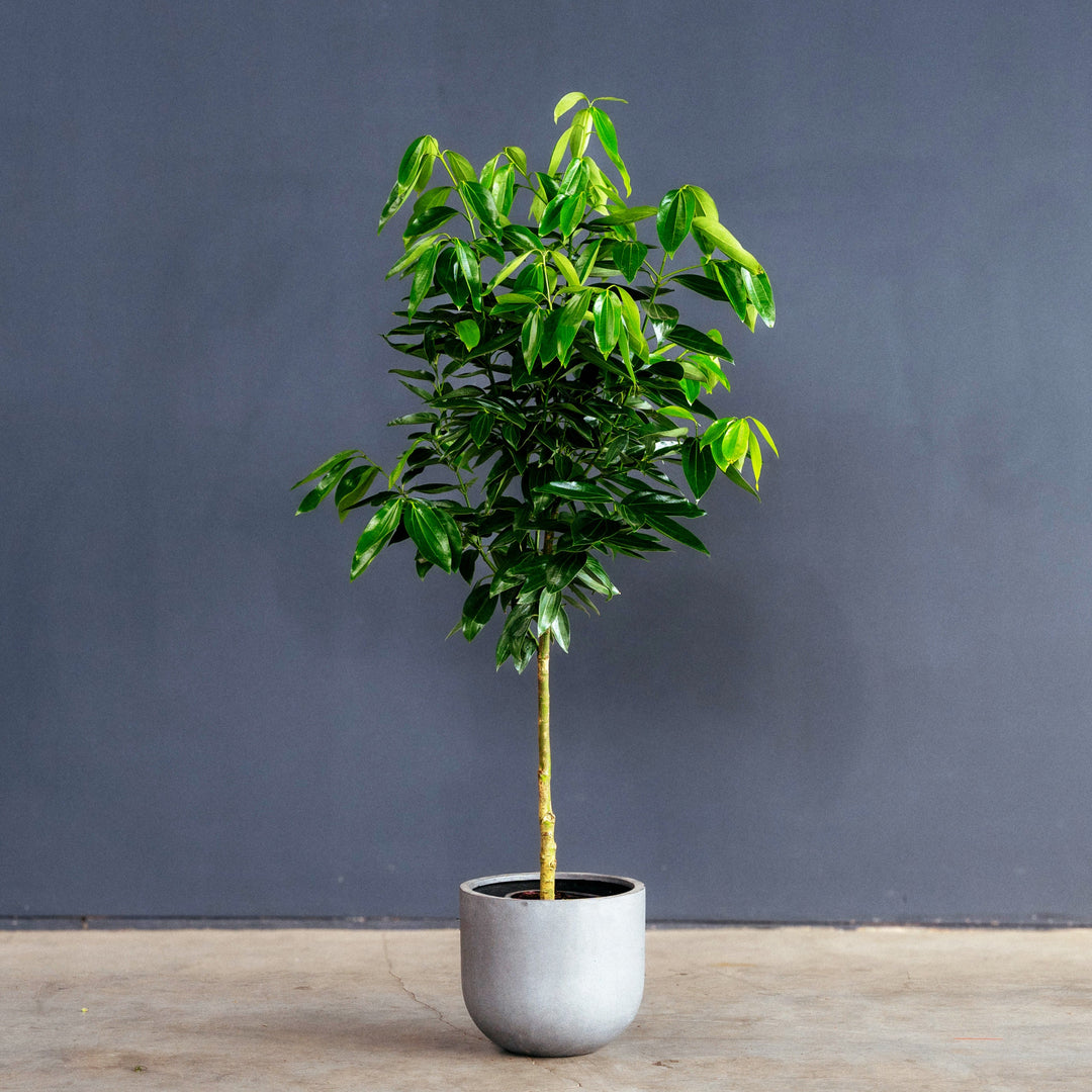 cinnamon and house plants Canela Cinnamon Tree (Cinnamomum verum)