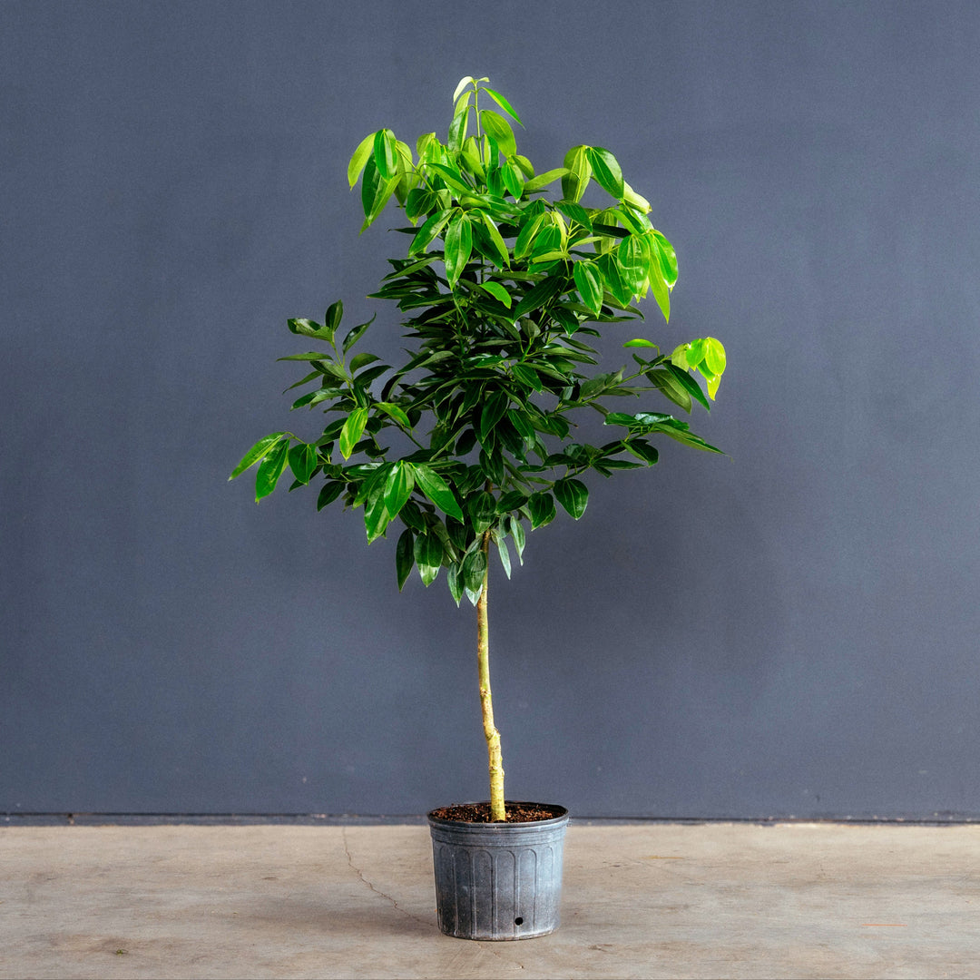 Canela Cinnamon Tree (Cinnamomum verum) 14 inch