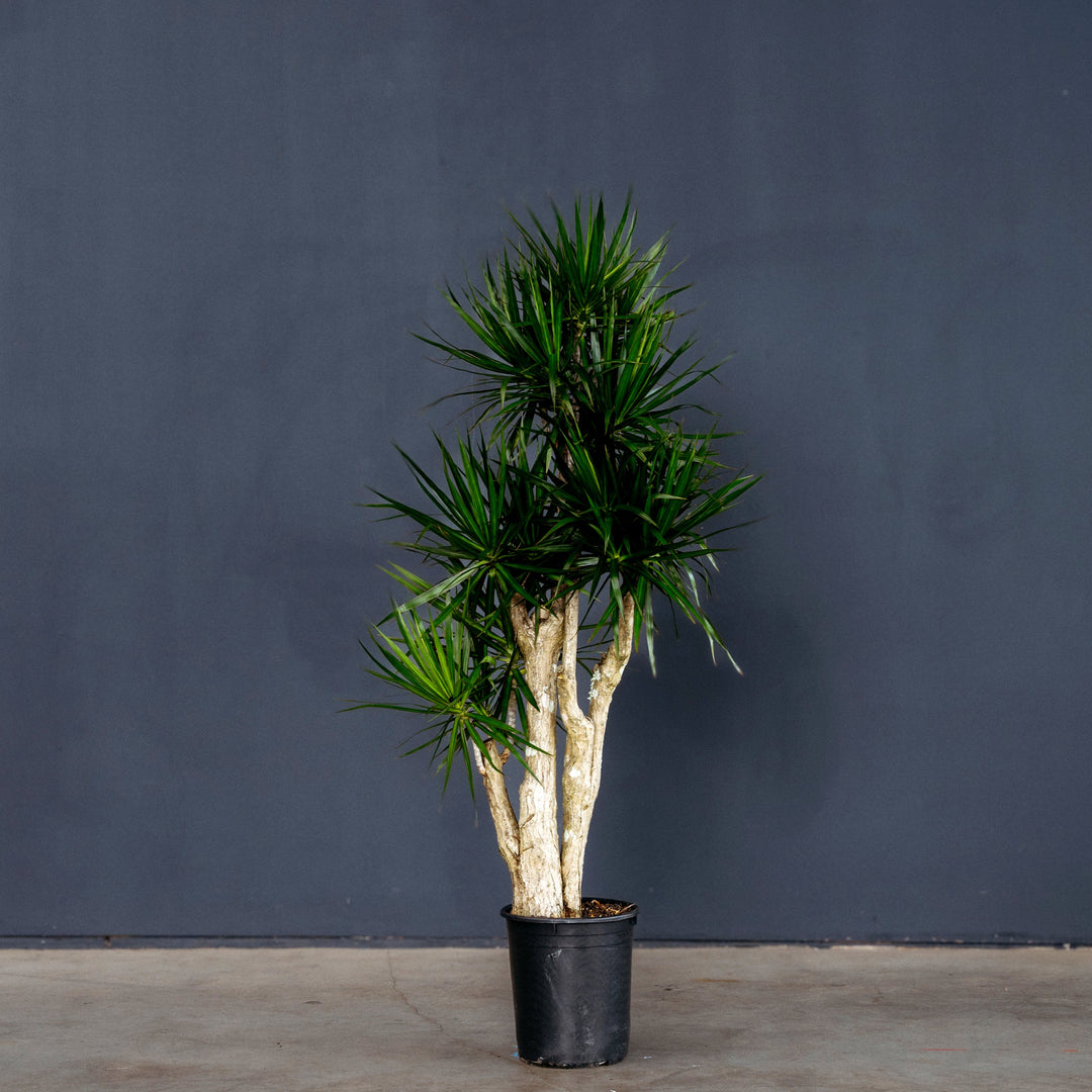 dracaena marginata tronco blando Dracaena Marginata Stump (Dragon Plant) – Rolling Greens