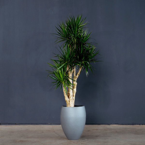 Dracaena Marginata Stump (Dragon Plant) – Rolling Greens