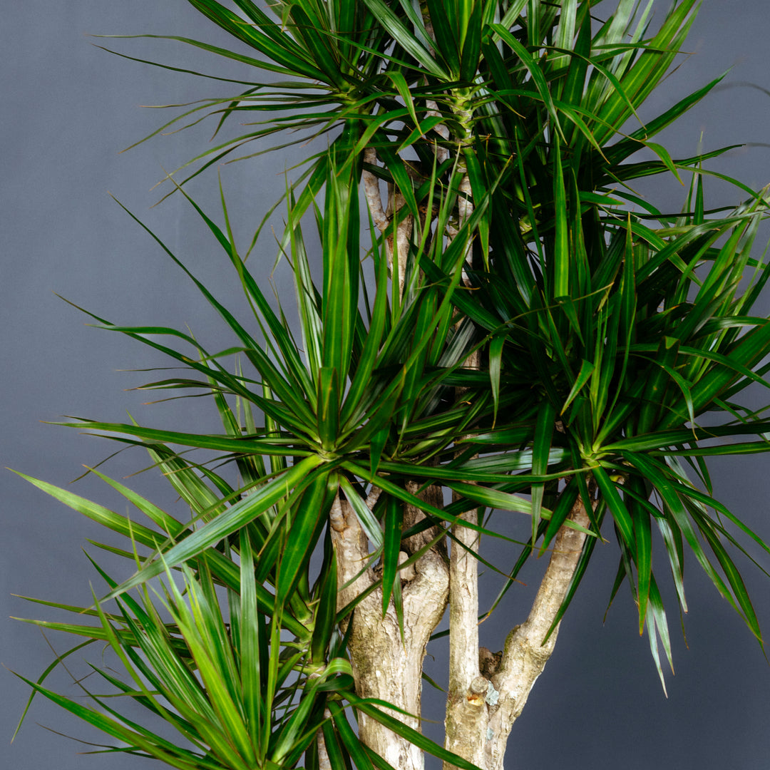 dracaena massangeana stump Dracaena Marginata Stump (Dragon Plant)