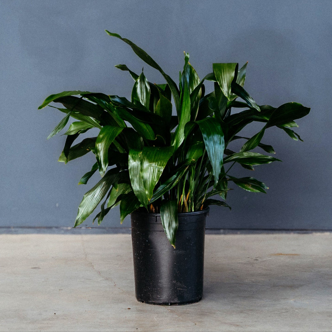 cast iron plant clean air Cast Iron Plant (Aspidistra Elatior) 6 in
